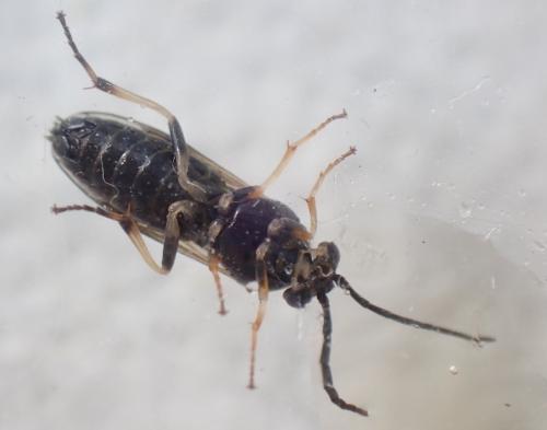 Réf. 314 912 : Nematinae inconnu